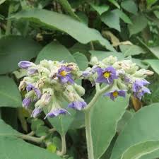 Image result for Solanum mauritianum