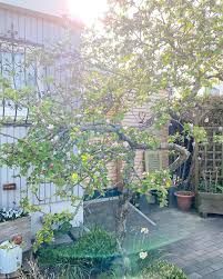 Guten Morgen Ach Sonne Du Tust So Gut Was Habt Ihr Fur Plane Furs Wochenende Mein Mann Mochte Unser Buro Renov In 2020 Reihenhausgarten Vorgarten Reihenhaus