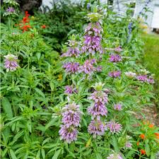 Image result for Motandra paniculata