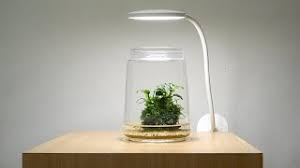 Sportklub sturm graz information, including address, telephone, fax, official website, stadium and manager. Amazing Wabi Kusa Aquarium Youtube