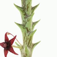 Image result for Orbea knobelii