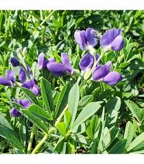 Image result for Indigofera filipes