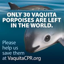 It is the most critically endangered marine mammal in the world. Mexico Announces Up To 3 Million In New Funding To Save The Vaquita Porpoise Eurekalert Science News