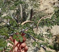 Image result for Sclerodactylon macrostachyum