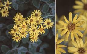 Image result for Brachyachne simonsii