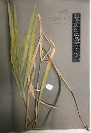 Image result for Urochloa eminii