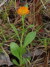 Image result for Polygala macrostigma