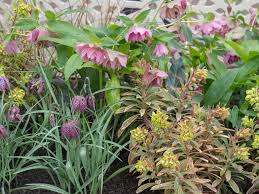 Pip Probert Yardley Flower Garden Ascot Garden Festival Flower Garden Garden Design Plants