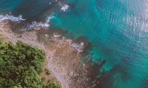 Image result for Nicolasia coronata