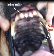 Older male dogs are diagnosed with oral cancer more than younger dogs, or female ones; What Are Those Ridges On Top Of My Dog S Mouth Mouth Anatomy Dog Cancer Cancer In Cats