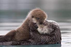 Sea Otter Holding Newborn Pup By Milo Burcham Sea Otter Otters Baby Sea Otters