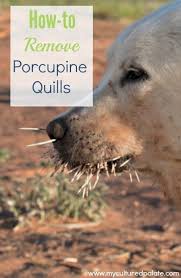 Get to a veterinarian as quickly as possible. Dogs And Porcupine Quills How To Remove Porcupine Quills
