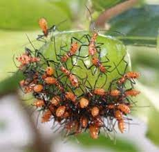 Leaf Footed Bug Hatchlings We Believe What S That Bug Leaf Footed Bug Garden Bugs Bugs