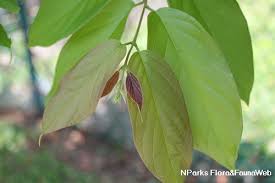 Image result for Combretum lindense