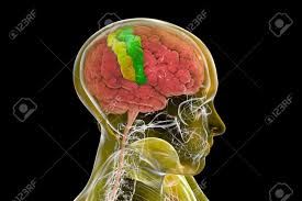It is the site of the primary motor cortex that in humans is cytoarchitecturally defined as brodmann area 4. Human Brain With Highlighted Precentral And Postcentral Gyri 3d Illustration The Sites Of Primary Motor Precentral Gyrus And Somatosensory Postcentral Gyrus Cortex Stock Photo Picture And Royalty Free Image Image 164274659