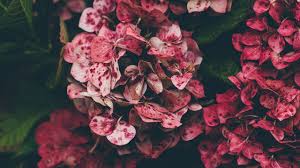 Great for the garden—no insect. Wallpaper Hydrangea Pink Flowers Hd Picture Image