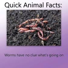 159 animal trivia questions & answers for kids & adults 182 food trivia questions & answers (+fun facts) 57 challenging music trivia questions and answers. Cheezburger Trivia Page 2 I Can Has Cheezburger Failblog Memebase All In One Juicy Cheezburger Funny Memes Funny Pictures Cheezburger