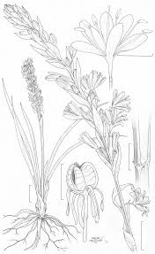 Image result for Chlorophytum subpetiolatum