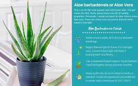 Cactus is one of the rare vegetable that grow back during all seasons (the only one outside of cave i think), it's a really good sanity item or health item with a moleworm farm. 17 Stylish Low Light Succulents And Cacti For Growing Indoors