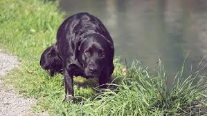 Show off your halloween spirit with this slimy moon. Durchfall Beim Hund Tiergesund De