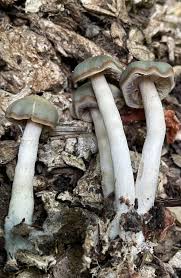 Image result for Psilotrichum schimperi