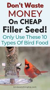 Bird Seed 101 The 10 Best Types For Wild Birds Bird Watching Hq Wild Birds Unlimited Wild Birds Backyard Birds Sanctuary