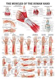 Muscles Of The Hand Laminated Anatomy Chart Muscle Anatomy Medical Anatomy Human Anatomy And Physiology