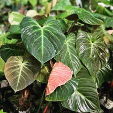 Philodendron El Choco Red Nse Tropicals In 2020 Unusual Plants Philodendron Plants