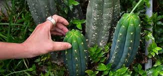 Be careful, seem to depend on how good you have. San Pedro Cactus Powder Trichocereus Pachanoi Huachuma Wachuma Echinopsis San Pedro Cacti San Pedro Cactus