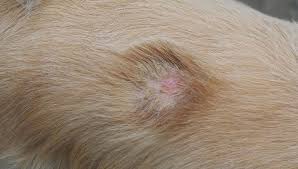 Maybe you would like to learn more about one of these? 3 Ways To Prevent And Treat Staph Infection In Dogs