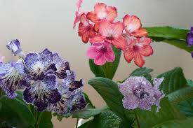 Types of succulents to grow indoors | succulents in seconds. 11 Best Indoor Flowers For Beginners Easy To Grow Bloomers Houseplant Help