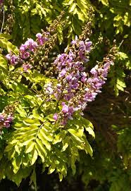 Image result for Millettia grandis