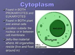 Check spelling or type a new query. Cell Organelles Use This Presentation In Conjunction With The Cell Organelle Note Taking Worksheet Run Through The Entire Presentation Before Using It Ppt Video Online Download