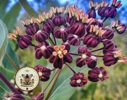 Image result for Asclepias graminifolia
