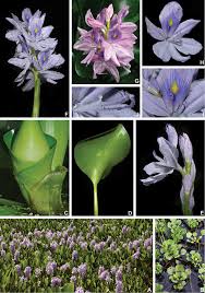 Image result for Lijndenia sp. cf barteri