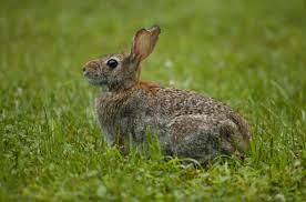 Eastern Cottontail Rabbit Wildlife Illinois