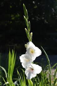 Gladioli can also fall prey to slugs and aphids and grey mould. Gladiolus Aunt Eliza Rat S Rail Gladiola Gladiolus Glads Sword Lilies Sword Lily North Carolina Extension Gardener Plant Toolbox