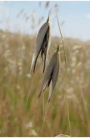 Image result for Anagallis barbata