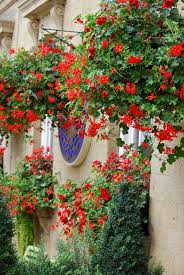 Trailing plants with red flowers. Trailing Geraniums Container Flowers Geraniums Red Geraniums