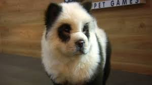 Maybe you would like to learn more about one of these? Chinese Cafe Paints Dogs To Look Like Giant Pandas Abc7 Chicago
