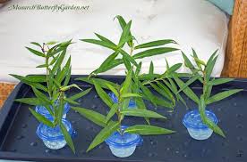 Top Tools Resources And Supplies For Raising Monarch Butterflies Raising Monarch Butterflies Monarch Butterfly Garden Butterfly Garden Plants