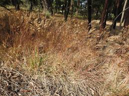 Image result for Pentameris