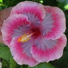 Tahitian Elysium Exotichibiscus Hibiscus Islandlife Tropical Tropicalvibes Tropicalparadise Flowers Flowerporn Flower Lover Flowers Photography Flowers