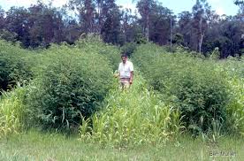 Image result for Sesbania keniensis
