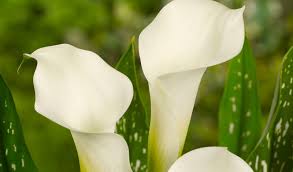 Image result for Zantedeschia albomaculata