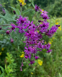 Image result for Vernonia myriantha