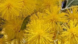 Image result for Acacia podalyriifolia
