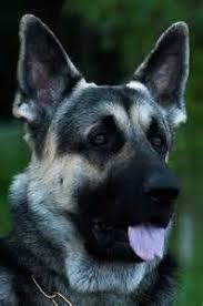 Sable Black And Cream German Shepherd Blue And Cream Greman Shepherd German Shepherd Breeds Shepherd Dog Breeds Sable German Shepherd