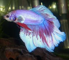 Light Blue Purple And Red Half Moon Betta Betta Fish Types Betta Betta Fish