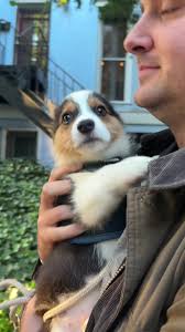 Discover the Joy of Corgi Queen Pinks 🐶